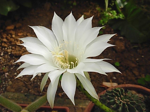 Echinopsis eyriesii 