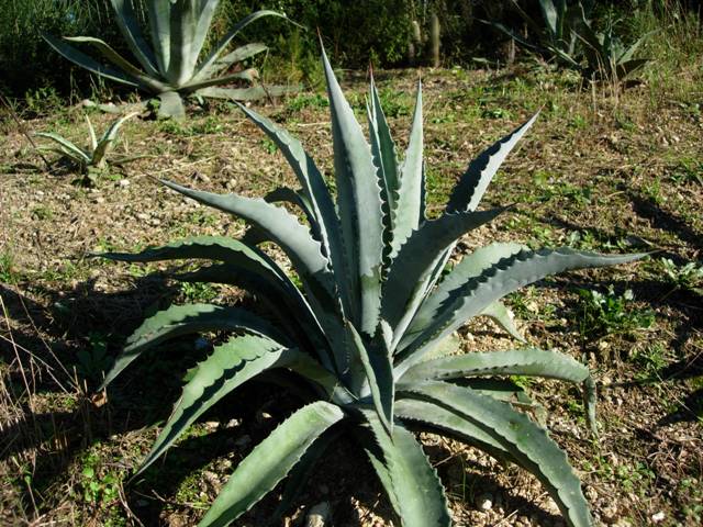 agave sobria ssp. frailensis