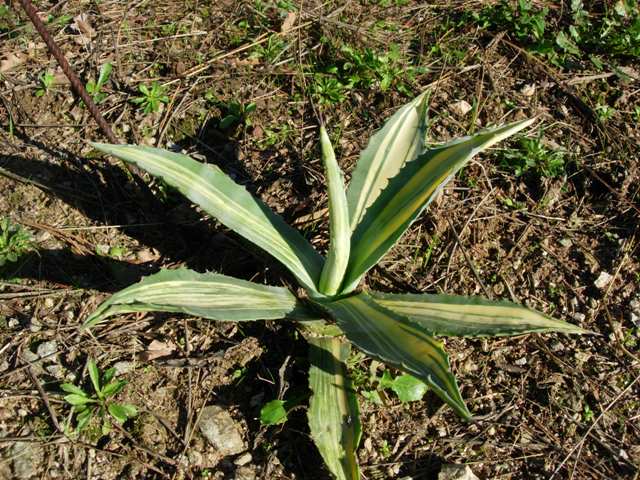 Agave americana striata x americana medio-picta 