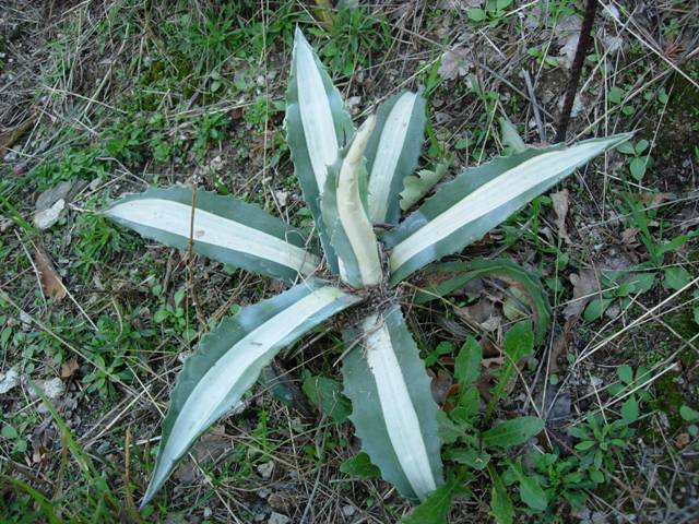 Agave americana cv. medio-picta alba 