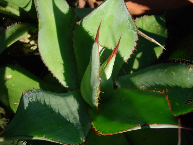 agave bovicornuta