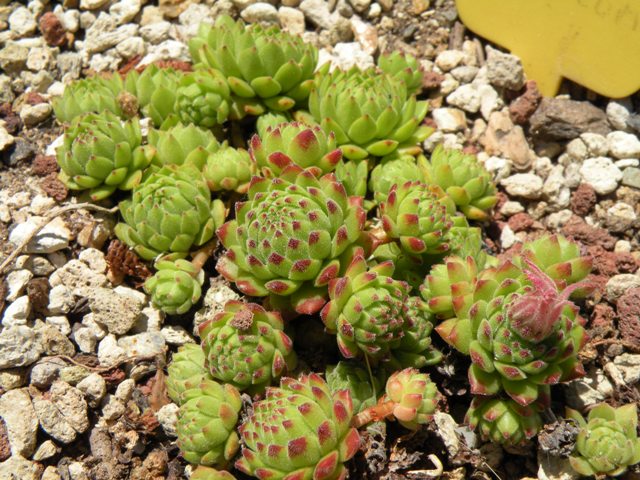 sempervivum montanum