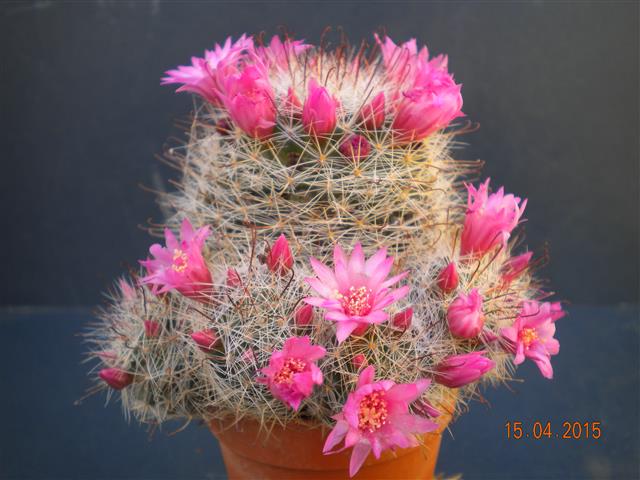 Mammillaria zeilmanniana 