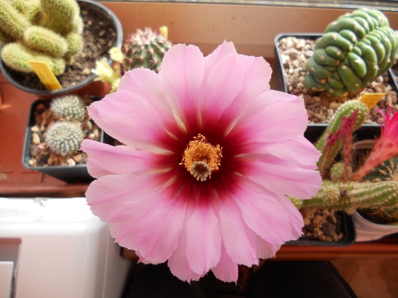 Echinocereus fitchii 