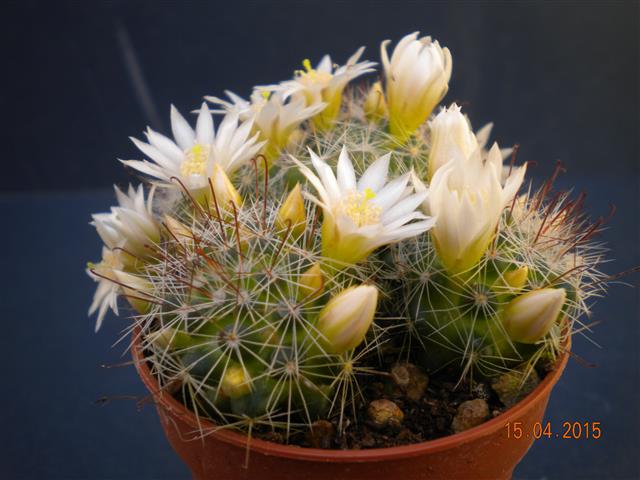 Mammillaria zeilmanniana cv. albiflora 