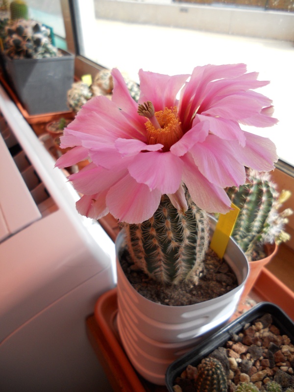 Echinocereus fitchii 