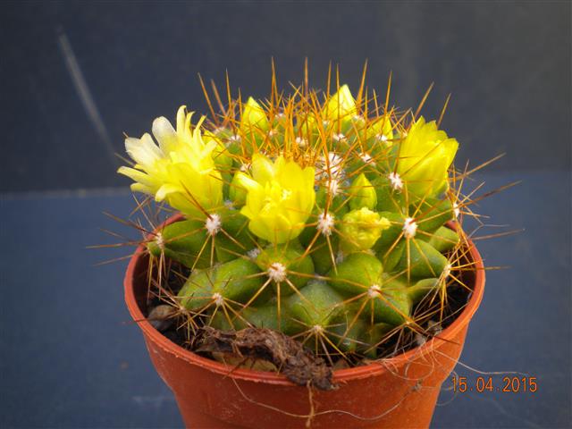 Mammillaria marksiana 