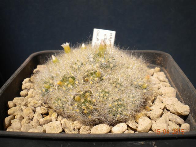 Mammillaria glassii 