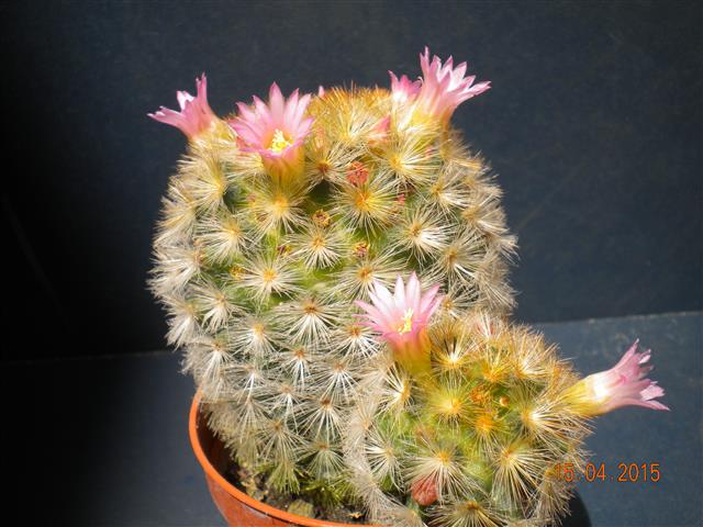 Mammillaria carmenae 