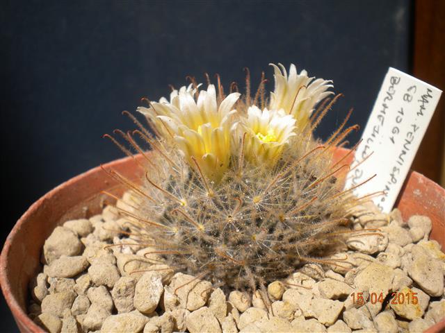 Mammillaria pennispinosa SB1061