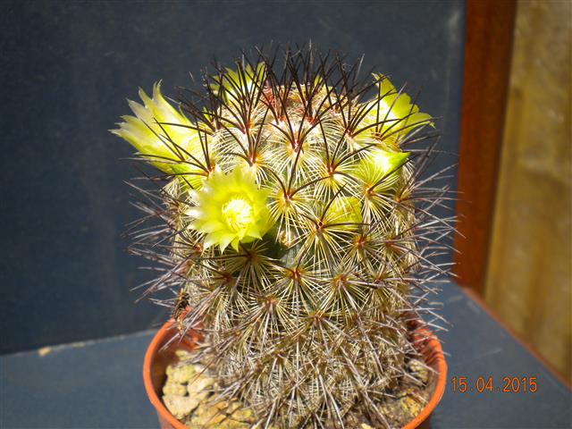 Mammillaria microhelia 