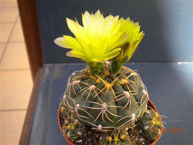 Gymnocalycium andreae 