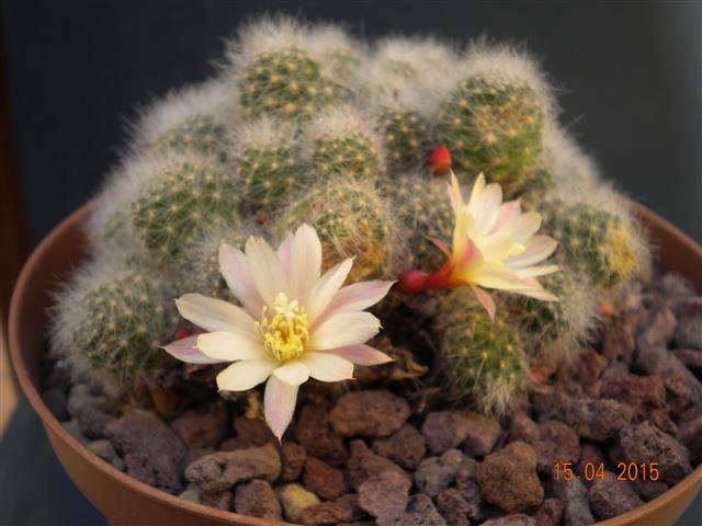 Rebutia albiflora 