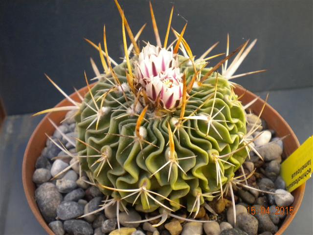 Stenocactus lamellosus 