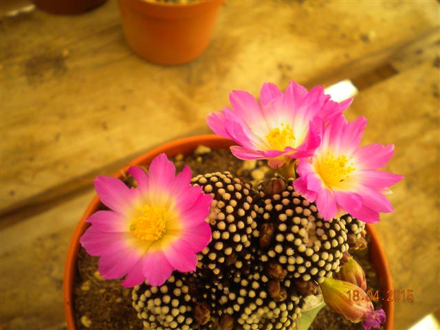 Mammillaria luethyi 