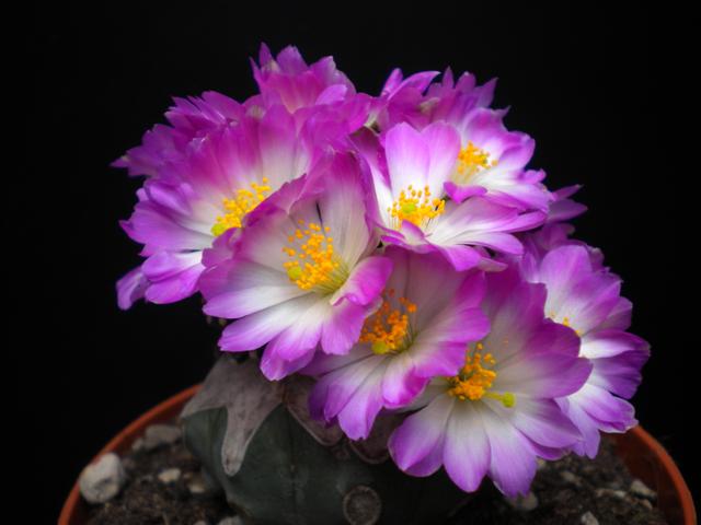 Mammillaria luethyi 