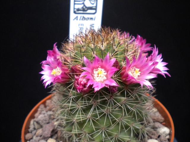 Mammillaria backebergiana ssp. ernestii 