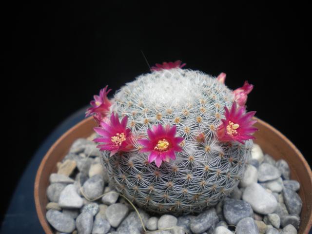 Mammillaria albilanata 