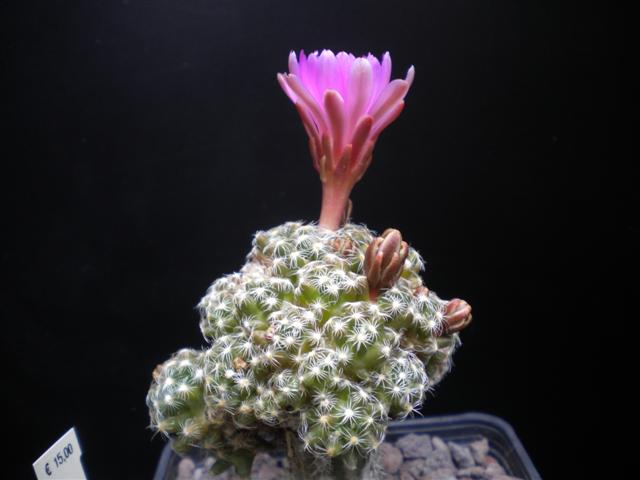 Mammillaria saboae ssp. roczekii 