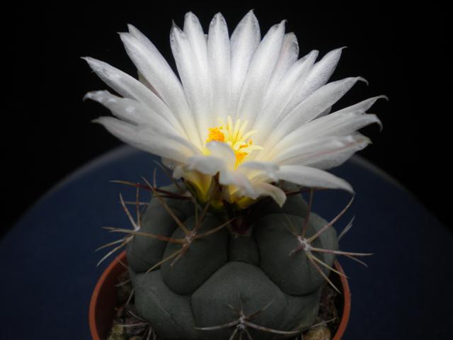 Thelocactus hexaedrophorus 