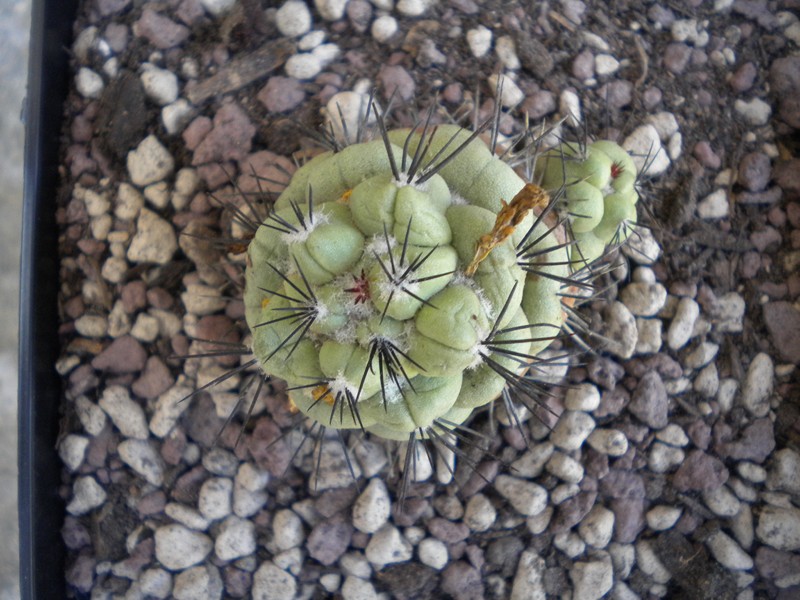Ortegocactus macdougallii 