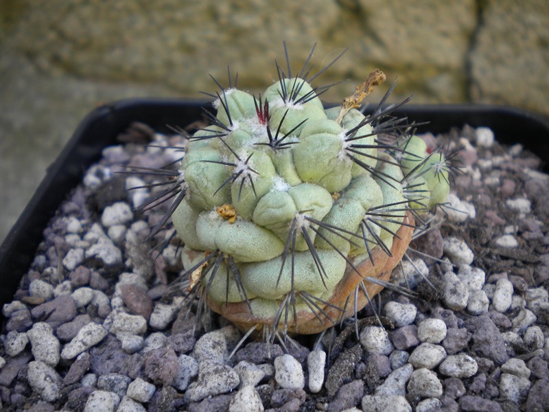 Ortegocactus macdougallii 