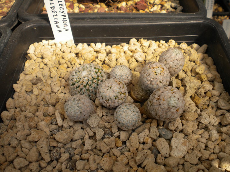 Pelecyphora valdeziana 