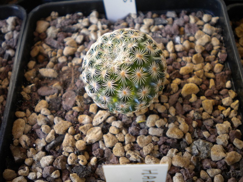 Mammillaria solisioides 