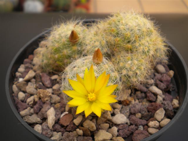 Mammillaria baumii 