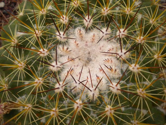 Mammillaria cv. ginsa-maru 