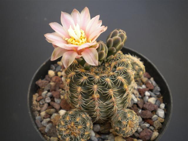 Gymnocalycium bruchii 