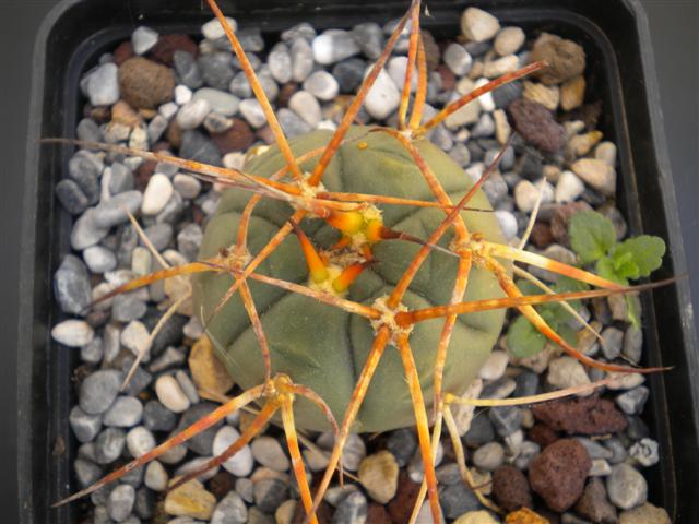 Gymnocalycium cardenasianum 