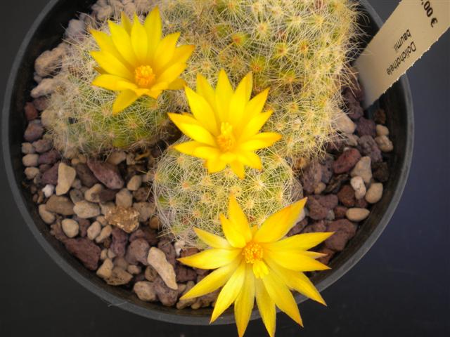 Mammillaria baumii 