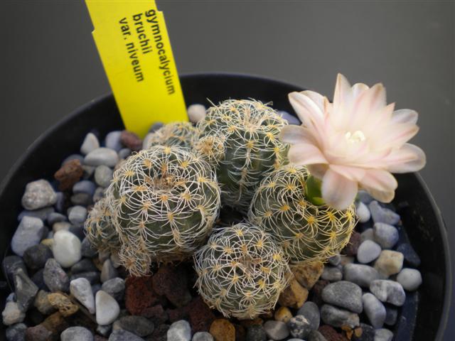 Gymnocalycium bruchii v. niveum 