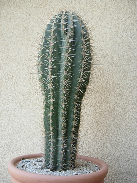 pachycereus pringlei 