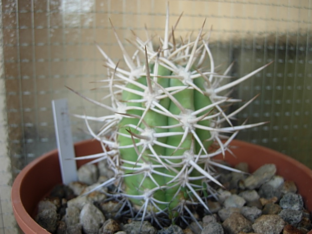 Trichocereus chiloensis 