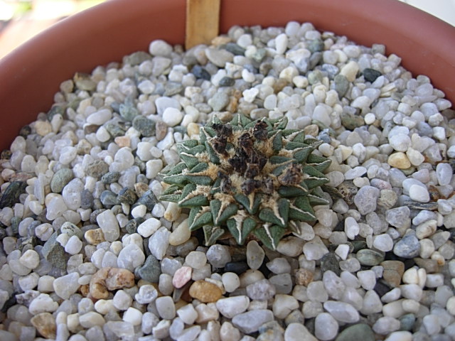 Ariocarpus kotschoubeyanus 