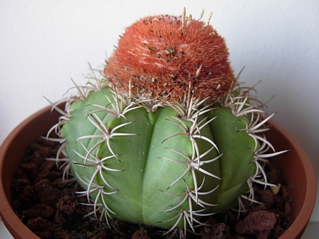 Melocactus matanzanus 