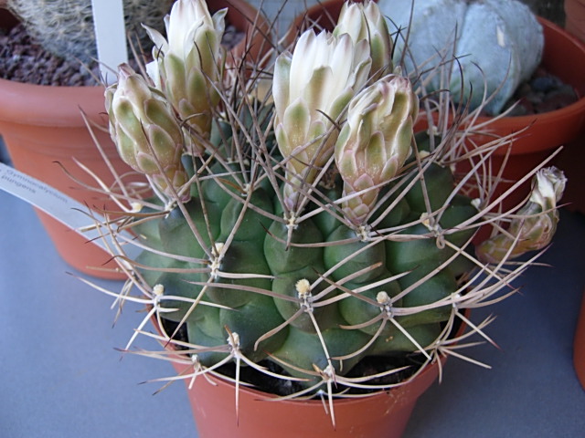 gymnocalycium pungens 