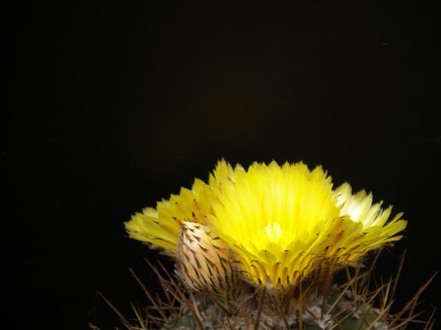 Astrophytum ornatum 