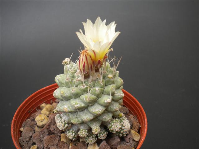 Strombocactus disciformis f. caespitosus 