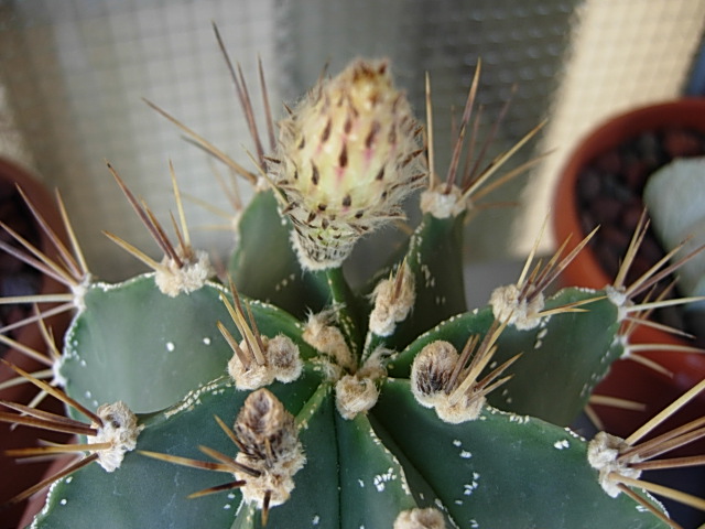 Astrophytum ornatum 