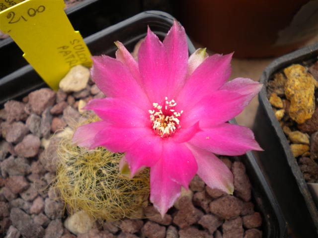 Sulcorebutia patriciae 