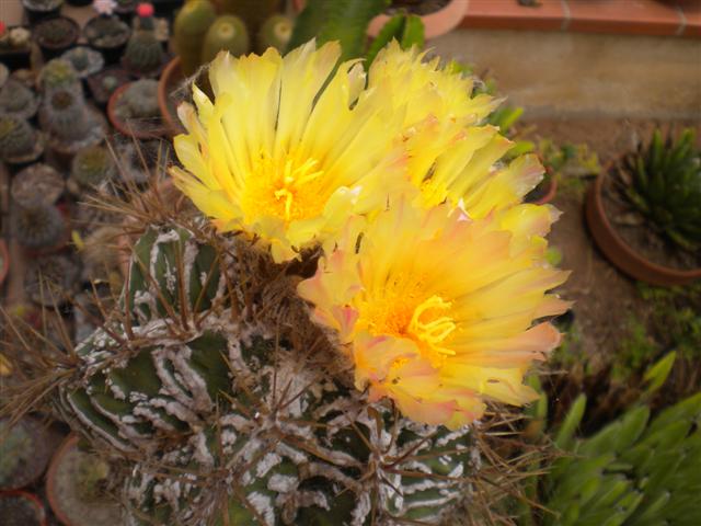 Astrophytum ornatum x hannya 