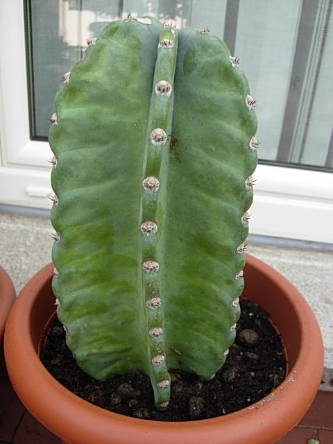 Cereus peruvianus 