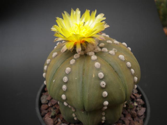 Astrophytum asterias cv. ruri kabuto 