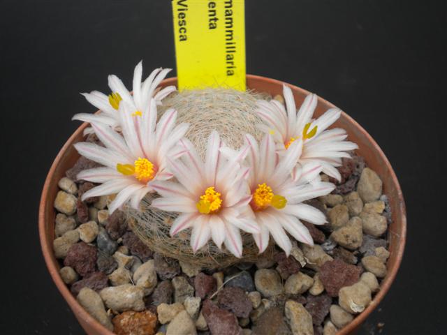 Mammillaria lenta 