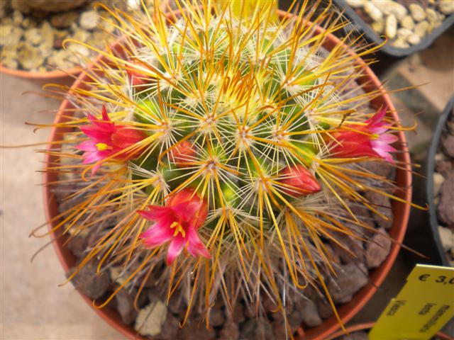 Mammillaria pullihamata 