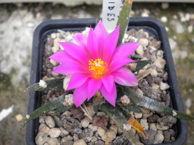 Ariocarpus agavoides 