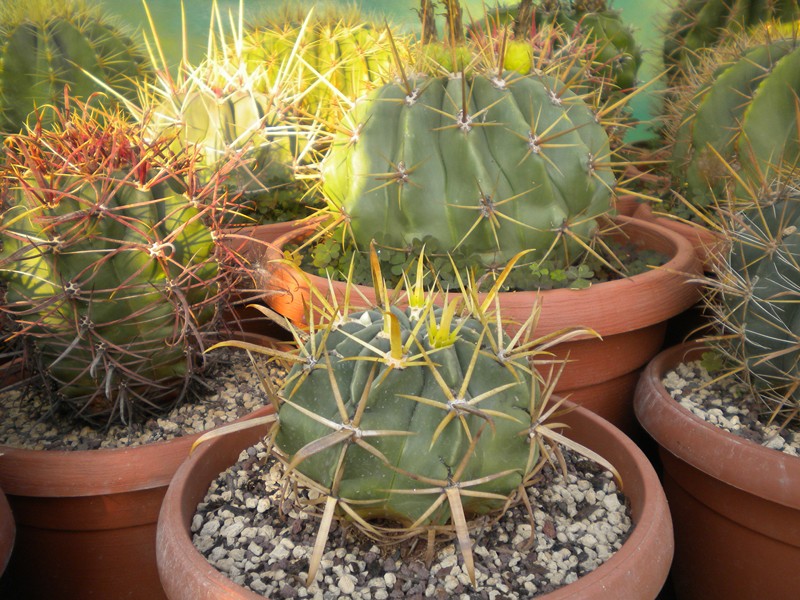 Ferocactus recurvus 